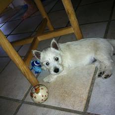 West highland white terrier Vinterberg