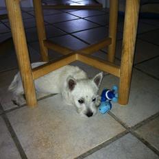 West highland white terrier Vinterberg