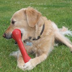 Golden retriever Rosengårdens Soffy