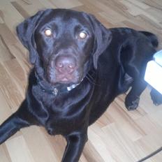 Labrador retriever Basse