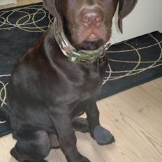 Labrador retriever Basse