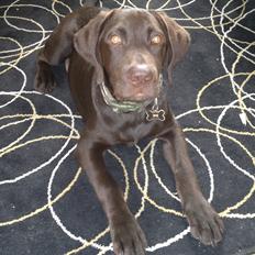 Labrador retriever Basse
