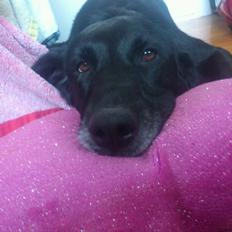 Blanding af racer Pjuske<3