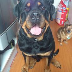 Rottweiler Felix