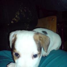 Jack russell terrier Kiwie