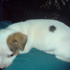 Jack russell terrier Kiwie