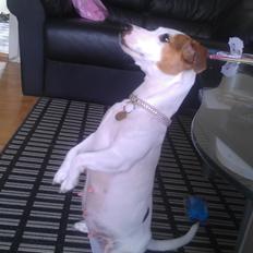 Jack russell terrier Kiwie