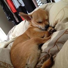 Chihuahua Tico