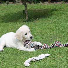 Golden retriever Peka's Chelsea