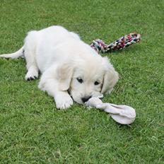 Golden retriever Peka's Chelsea