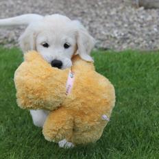 Golden retriever Peka's Chelsea