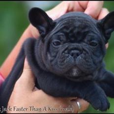 Fransk bulldog Hard Black Jack Faster Than A Kiss