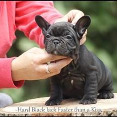 Fransk bulldog Hard Black Jack Faster Than A Kiss
