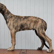 Irsk ulvehund Bastian