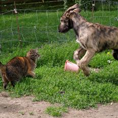 Irsk ulvehund Bastian