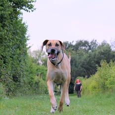 Grand danois horsebjerg Soulmate of gold