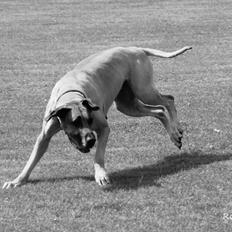 Grand danois horsebjerg Soulmate of gold