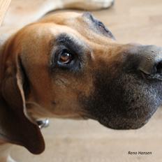 Grand danois horsebjerg Soulmate of gold