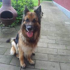 Schæferhund Sila