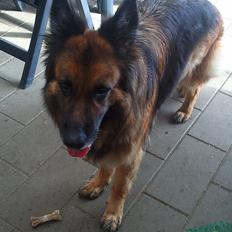 Schæferhund Sila