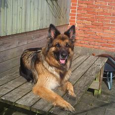 Schæferhund Sila