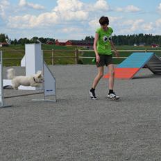 Coton de tulear Gilbert ~ (Here Comes Taco)