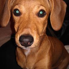 Blanding af racer Liva (R.I.P lille skat - himmelhund)