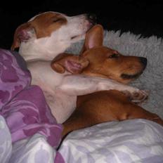 Blanding af racer Liva (R.I.P lille skat - himmelhund)