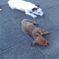 Blanding af racer Liva (R.I.P lille skat - himmelhund)