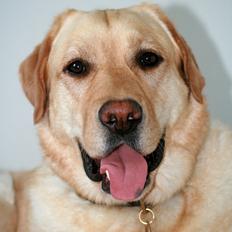 Labrador retriever Nico     31/08