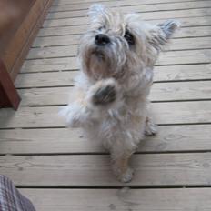 Cairn terrier Jette Vom Handewitter Forst (BELLA)