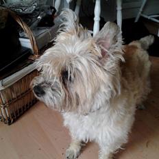 Cairn terrier Jette Vom Handewitter Forst (BELLA)