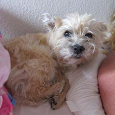 Cairn terrier Jette Vom Handewitter Forst (BELLA)