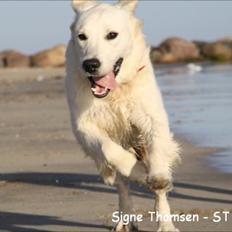 Golden retriever Lapaia's Chang [Hvapz]