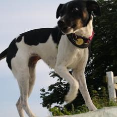 Dansk svensk gaardhund Molly <3