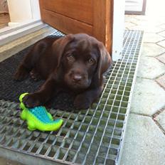Labrador retriever Thilde