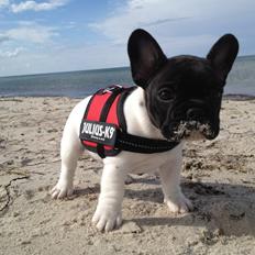 Fransk bulldog HUGS Baltasar Berliquet