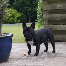 Fransk bulldog Rehab´s Whisky aka Vincent aka Hr. Vimse