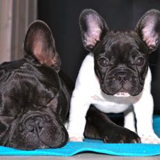 Fransk bulldog Rehab´s Whisky aka Vincent aka Hr. Vimse