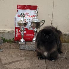 Pekingeser Cita AKA Bulldozeren