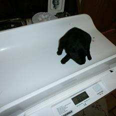 Schipperke pri-wat fie