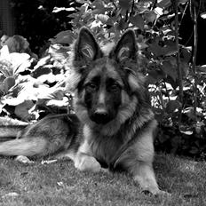 Schæferhund Smed's Jasmina
