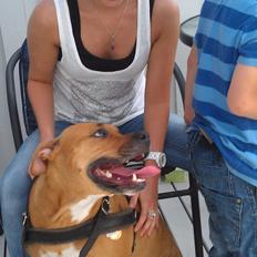 Amerikansk staffordshire terrier Bella Båthoved