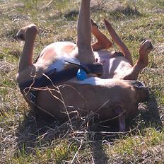 Amerikansk staffordshire terrier Bella Båthoved