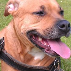 Amerikansk staffordshire terrier Bella Båthoved