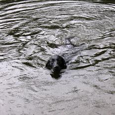 Labrador retriever Faye