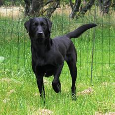 Labrador retriever Faye
