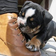 Olde english bulldogge Bulltok´s Baron fra Østergaard