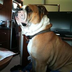 Olde english bulldogge Basil