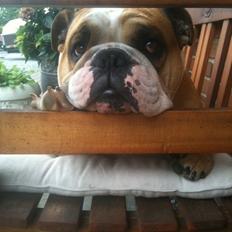 Olde english bulldogge Basil